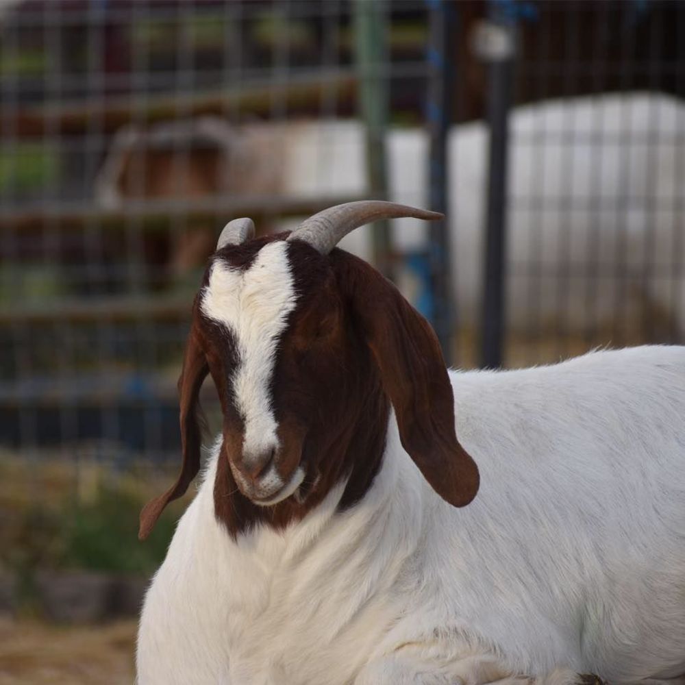 Meet your Posher, Shelly